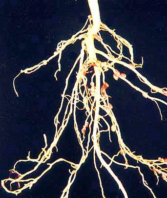 cool-nodules Nodules