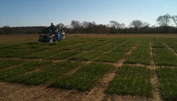 Ryegrass Plots at Overton