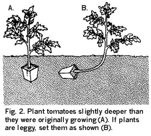 planting