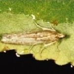 Sunflower (head) moth adult