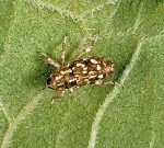 Sunflower stem weevil adult