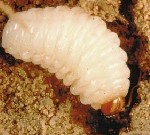 Sunflower stem weevil larva