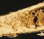 Sunflower stem weevil chambe