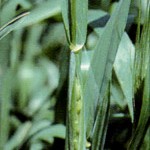 Feekes 10.1 Boot stage awns visible Feekes 10.5.1 Beginning flowering