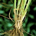 Feekes 5.0 Leaf sheaths strongly erect