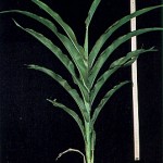 grains15_7 Boot Stage