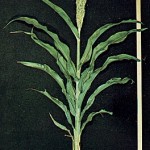 grains17_8 Half-Bloom Stage