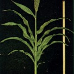 grains21_9 Soft-Dough Stage