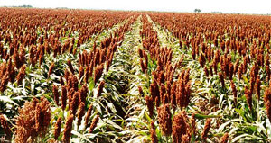 gsfield1_1 Sorghum Plant