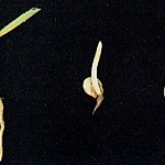 st0a_2 When the plant first breaks through the soil surface