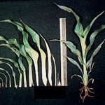 st3d_5 Growing Point Differentiation