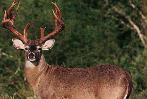 Fire - The Prescribed Burn