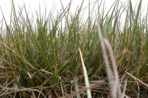 grass used as a banner