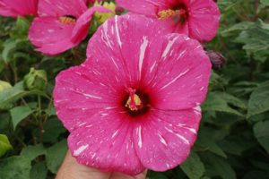 hibiscus flower