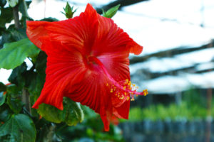 hibiscus flower illustration