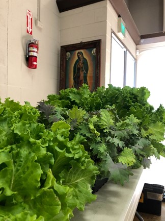 Young lettuce plants on table