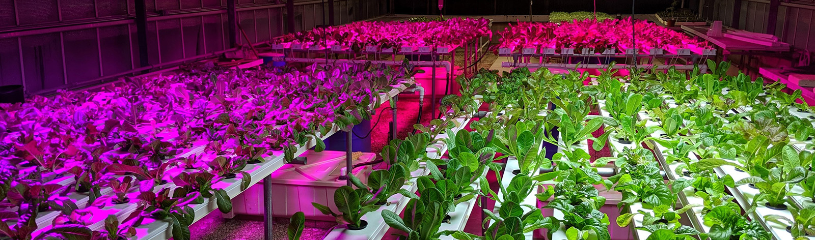 Hydroponic system and plants under purple lights in greenhouse, Uvalde TX