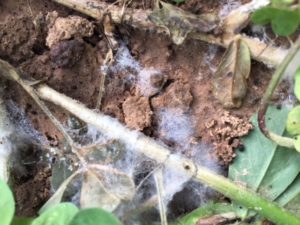 Photo of Sclerotina Minor