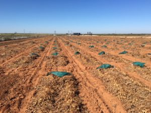 Photo of Harvesting Breeding Trials
