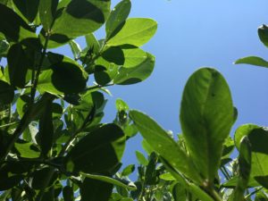 Photo of Mid Season Plants