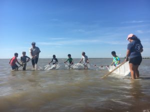 Students trying to catch fish with seines