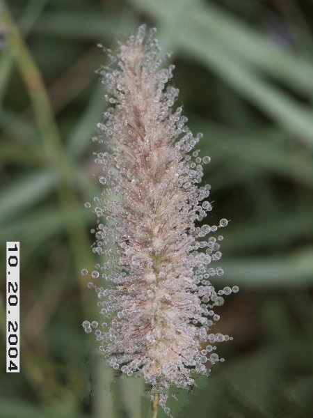 Buffelgrass up close