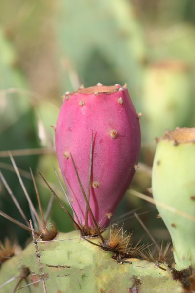 Prickly Pear