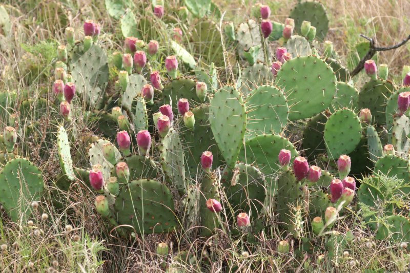 Prickly Pear