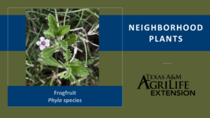 Frogfruit Cover Image