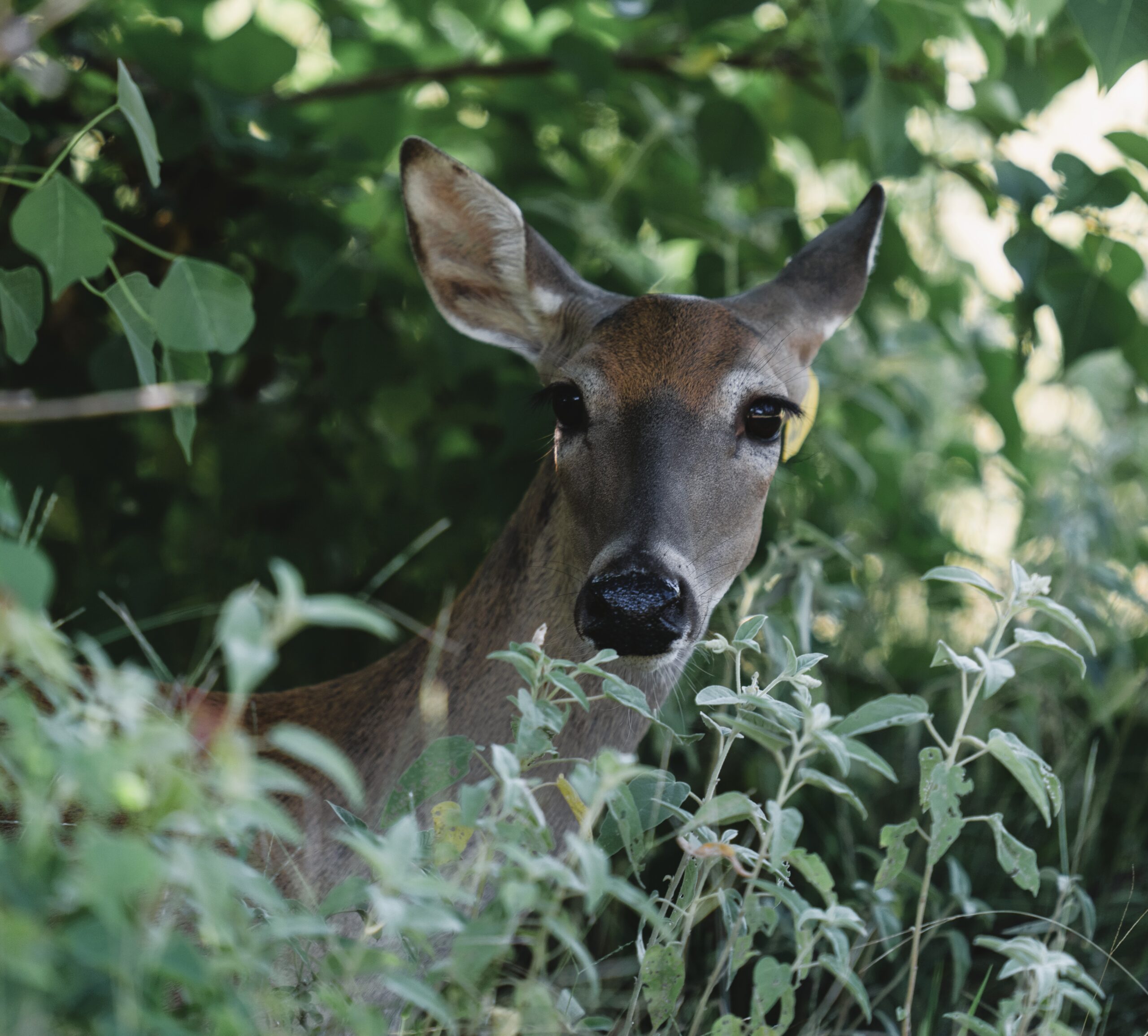 Deer stands in brush